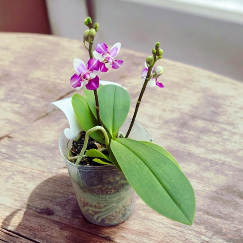 Phalaenopsis Anna-Larati Soekardi (peloric - 3 lips)
