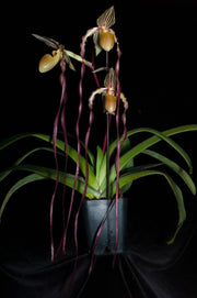 Paphiopedilum Screaming Eagle (berenice var. album 'Blushing Ghost' AM/AOS x sanderianum 'Bionic Man' AM/AOS) - Orchid Inn, Ltd.