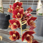 Load image into Gallery viewer, Fredclarkeara After Dark 'Sunset Valley Orchids' FCC/AOS