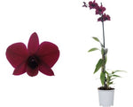 Laden Sie das Bild in den Galerie-Betrachter hoch, Dendrobium Burana Racha