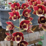 Load image into Gallery viewer, Fredclarkeara After Dark 'Sunset Valley Orchids' FCC/AOS