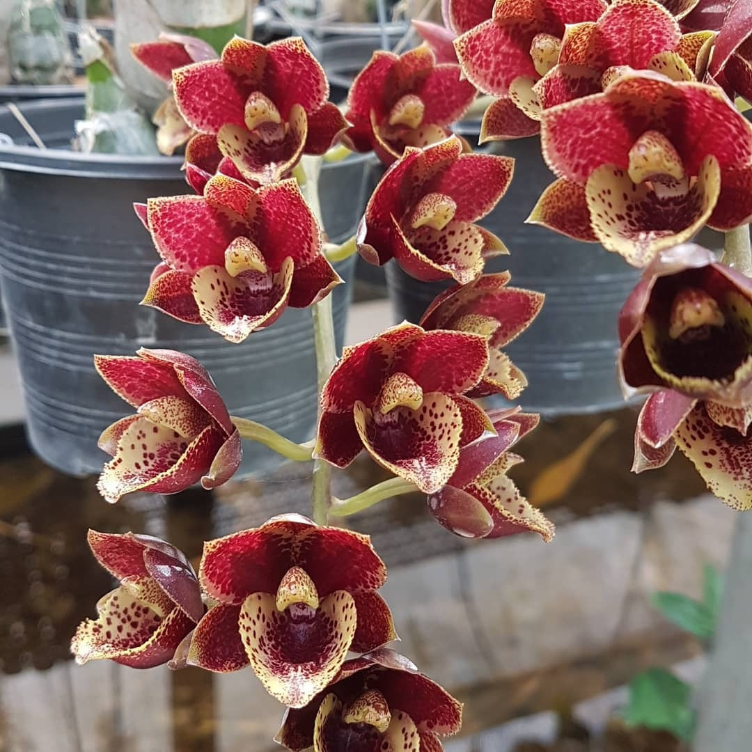 Fredclarkeara After Dark 'Sunset Valley Orchids' FCC/AOS