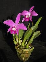 Load image into Gallery viewer, Laelia sincorana