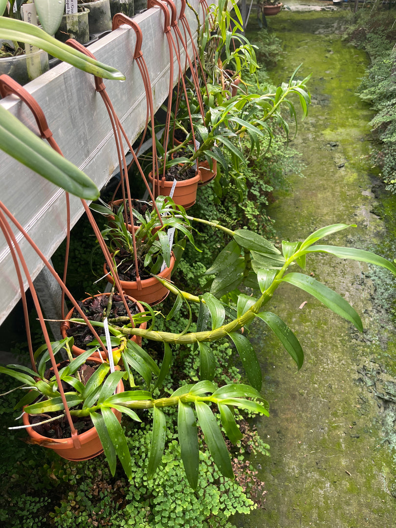 Dendrobium sea Sky Silk