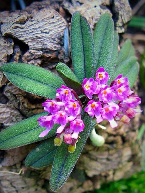 Schoenorchis tixieri