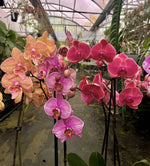 Carica l'immagine nel visualizzatore Galleria, OFFERTA PHALAENOPSIS ALTE