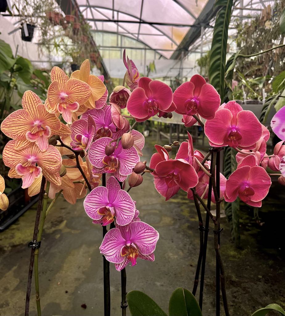 OFFERTA PHALAENOPSIS ALTE
