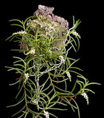 Load image into Gallery viewer, Schoenorchis micrantha