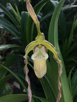 Carica l&#39;immagine nel visualizzatore Galleria, Phragmipedium Memoria Hans Glow (longifolium x (pearcei x wallisii))
