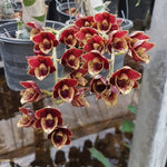 Load image into Gallery viewer, Fredclarkeara After Dark 'Sunset Valley Orchids' FCC/AOS
