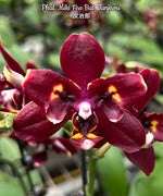 Load image into Gallery viewer, Phalaenopsis Miki Fire Bat 'Tanjirou'