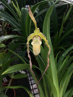Carica l&#39;immagine nel visualizzatore Galleria, Phragmipedium Memoria Hans Glow (longifolium x (pearcei x wallisii))

