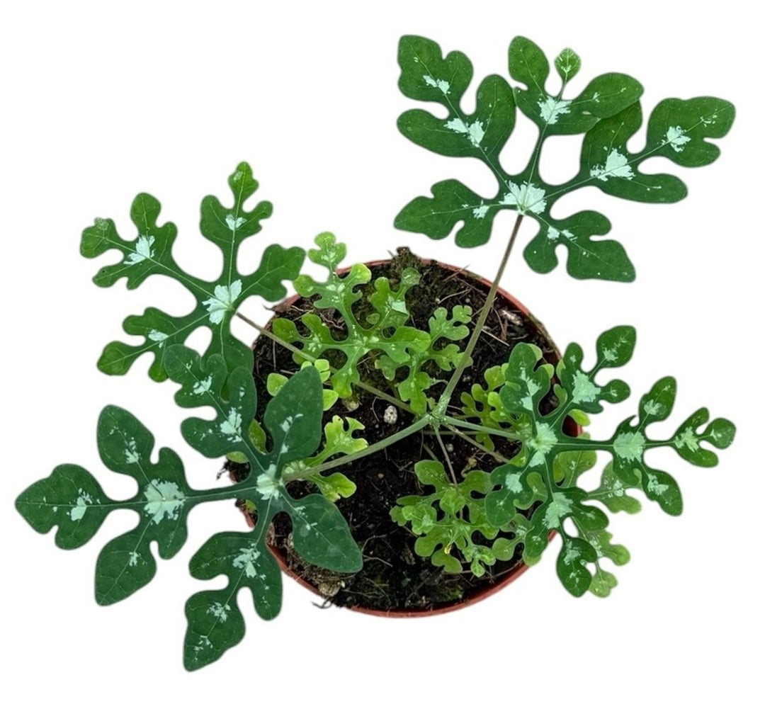 Adenia perrieri