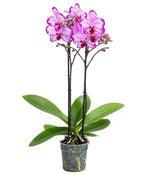 Load image into Gallery viewer, Phalaenopsis Toshi