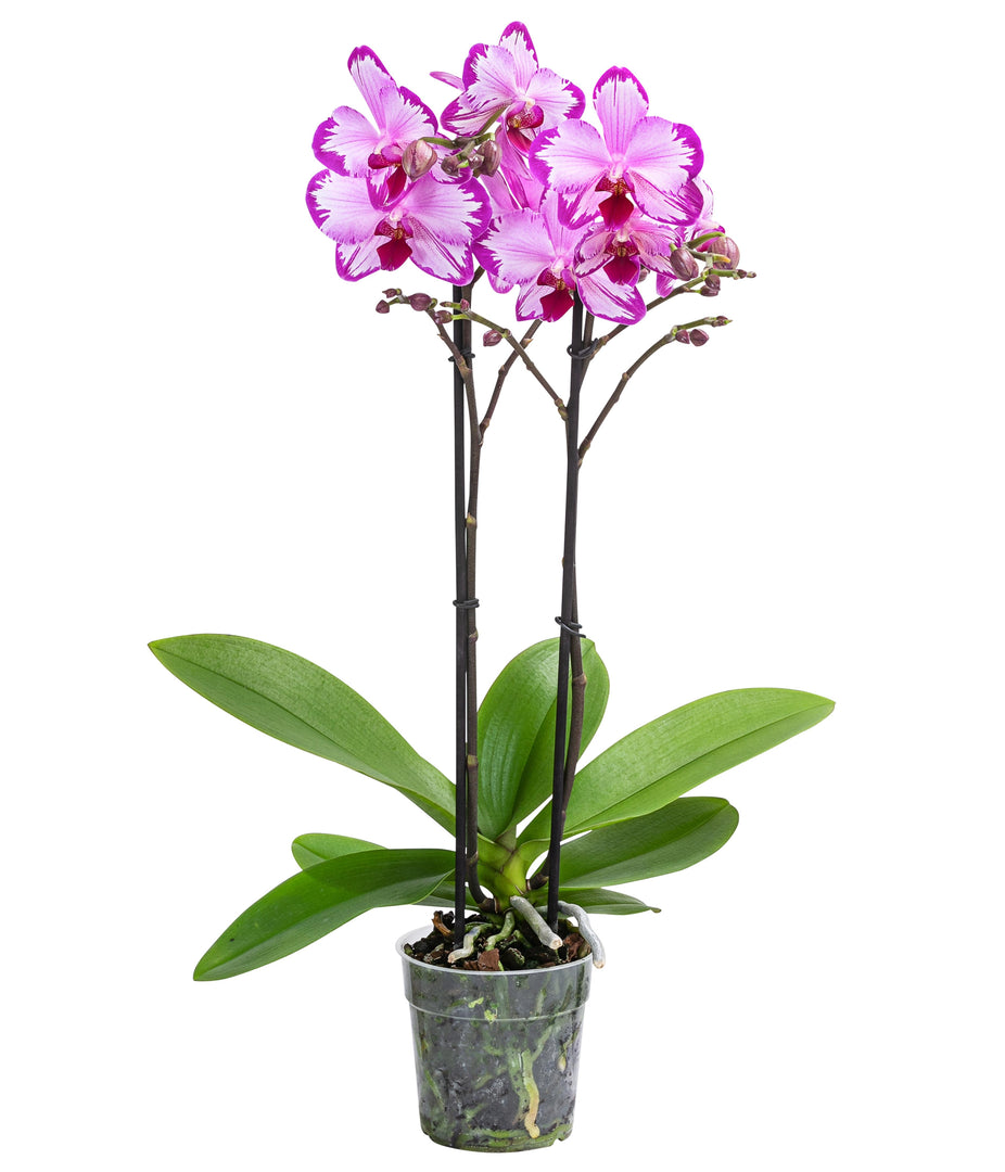 Phalaenopsis Toshi