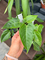 Carga la imagen en el visor de la Galería, Anthurium veitchii tipo