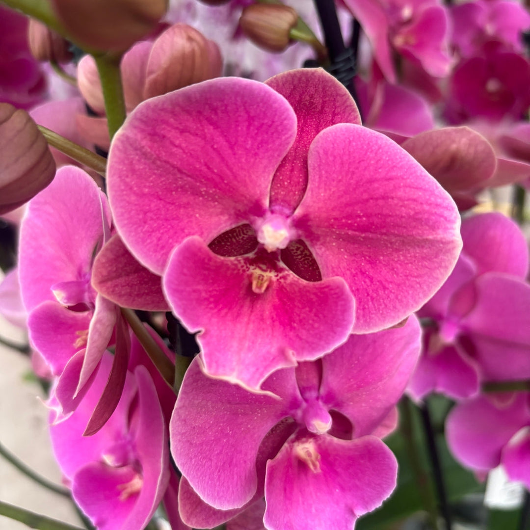 Phalaenopsis Fong Tien's Amapearl 'Cone Pearl CL913G'