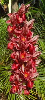 Load image into Gallery viewer, Catasetum Tupã (cirrhaeoides x denticulatum)