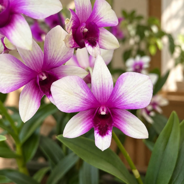 Dendrobium Polar Fire (Dendrobium Phalaenopsis)
