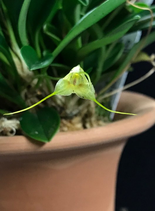 Masdevallia nidifica f. alba