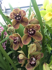 Cymbidium Los Angeles