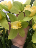 Carica l'immagine nel visualizzatore Galleria, Cymbidium lowianum f. concolor