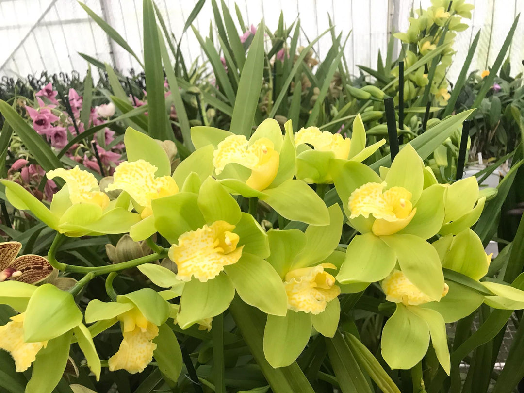 Cymbidium lowianum f. concolor