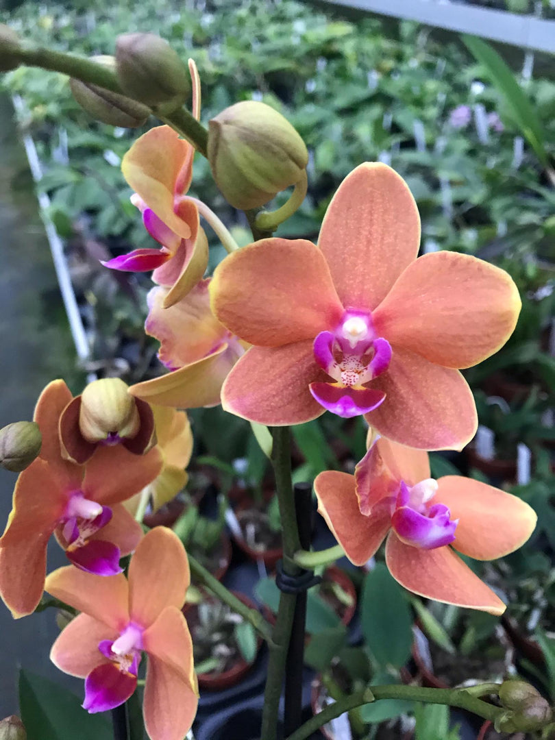 Phalaenopsis Paprika