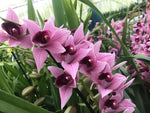 Load image into Gallery viewer, Cymbidium Devon Wine &#39;Million Veil&#39;
