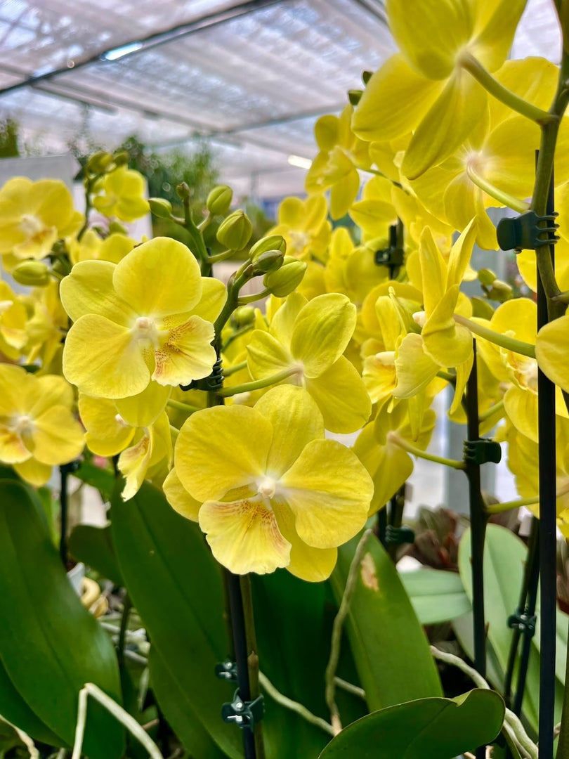 Phalaenopsis Younghome Lemon Yellow