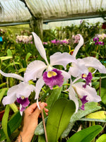 Carica l'immagine nel visualizzatore Galleria, Laelia purpurata Werkhäuseri x Cattleya warneri coerulea