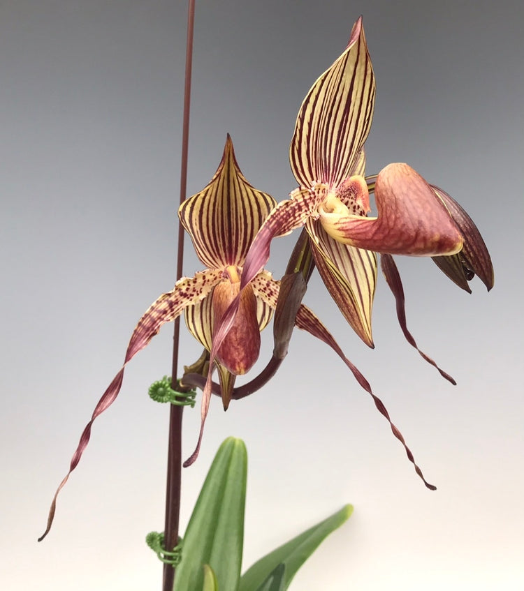 Paphiopedilum rothschildianum 'Out Touch' × Johanna Burkhardt 'Sam's Choice' FCC/AOS - Orchid Inn, Ltd.