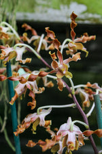 Load image into Gallery viewer, Dendrobium Spatulata Hybrid