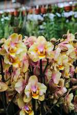 Load image into Gallery viewer, Phalaenopsis Fonda - Peloric
