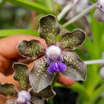 Load image into Gallery viewer, Vanda mariae x tessellata