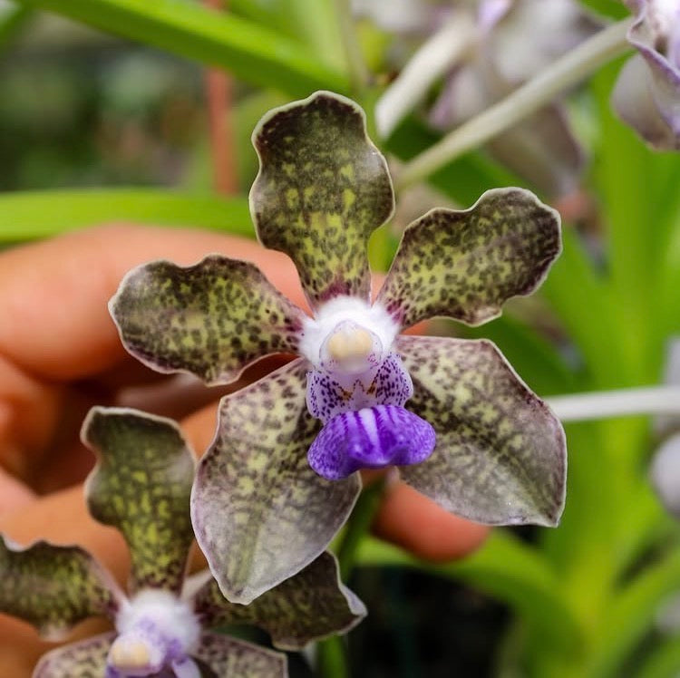 Vanda mariae x tessellata