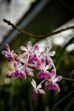 Carica l&#39;immagine nel visualizzatore Galleria, Seidenfadenia mitrata x Vanda lamellata var boxallii
