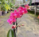 Load image into Gallery viewer, Phalaenopsis Daisy Rose
