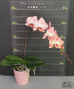 Load image into Gallery viewer, Phalaenopsis Leco Fantastic 'Ll045-2'