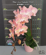 Load image into Gallery viewer, Phalaenopsis Leco Fantastic 'Ll045-2'