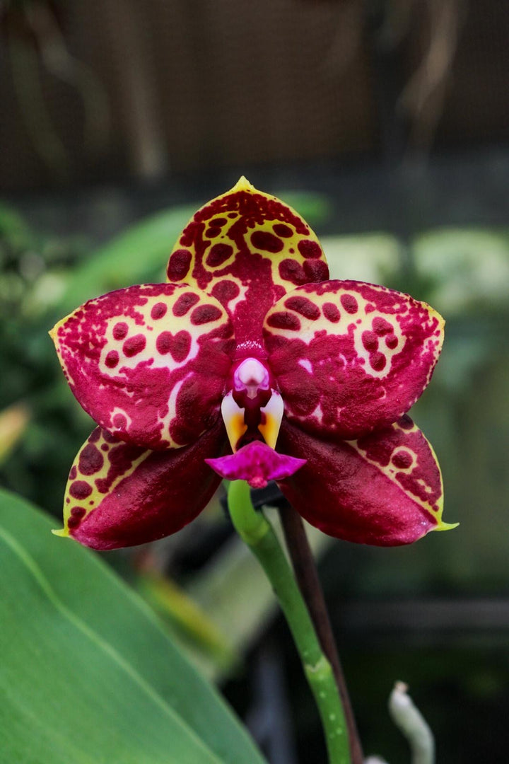 Phalaenopsis Yaphon Black Rose