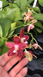 Carica l&#39;immagine nel visualizzatore Galleria, Phalaenopsis Tying Shin Fly Eagle × Phal. tetraspis &#39;C1&#39;
