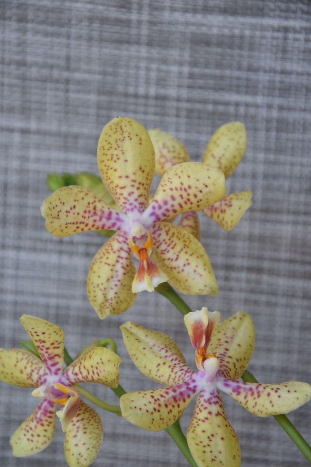 Phalaenopsis rheingold x pallens