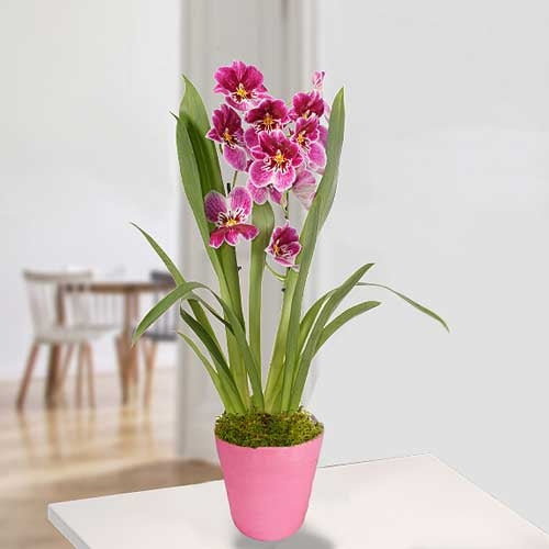 Miltoniopsis Princess Diana