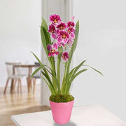 Miltoniopsis Princess Diana