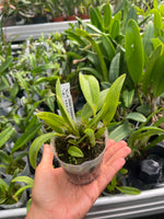 Carica l'immagine nel visualizzatore Galleria, Cattleya California Ember 'Mini Me' AM/AOS