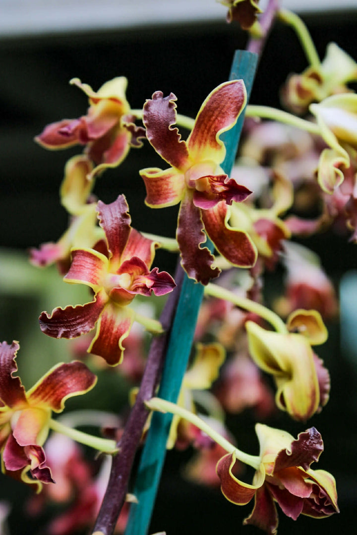 Dendrobium Spatulata Hybrid