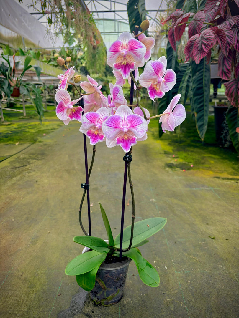 Phalaenopsis Ching Ann Vichris Dress (Peloric) - Big Lip