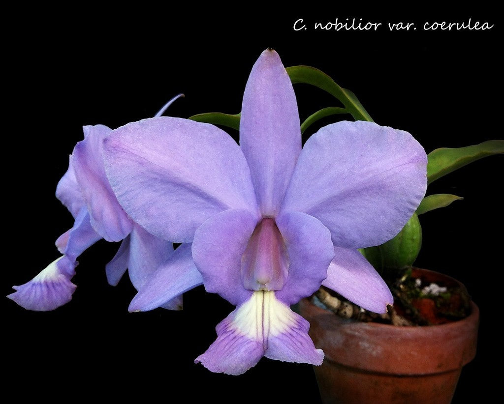 Cattleya nobilior var. coerulea