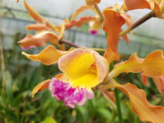 Laeliocattleya Tzeng-Wen Bells (Laelia undulata × Cattleya Penny Kuroda)